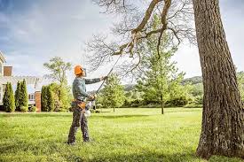 Best Tree Preservation Services  in Premont, TX