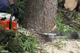 Best Tree and Shrub Care  in Premont, TX