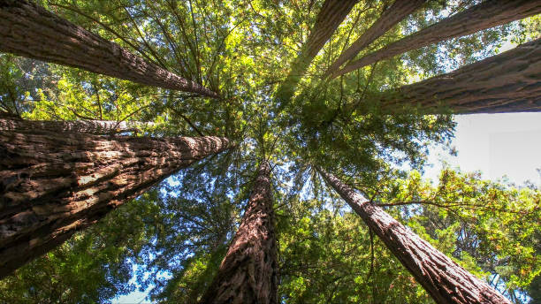 Premont, TX Tree Services Company