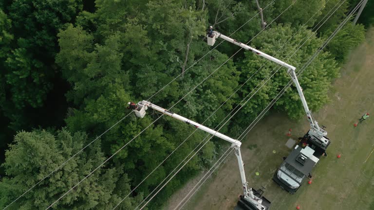 Best Tree Trimming and Pruning  in Premont, TX