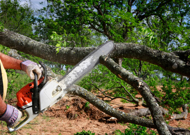 Best Tree Maintenance Programs  in Premont, TX